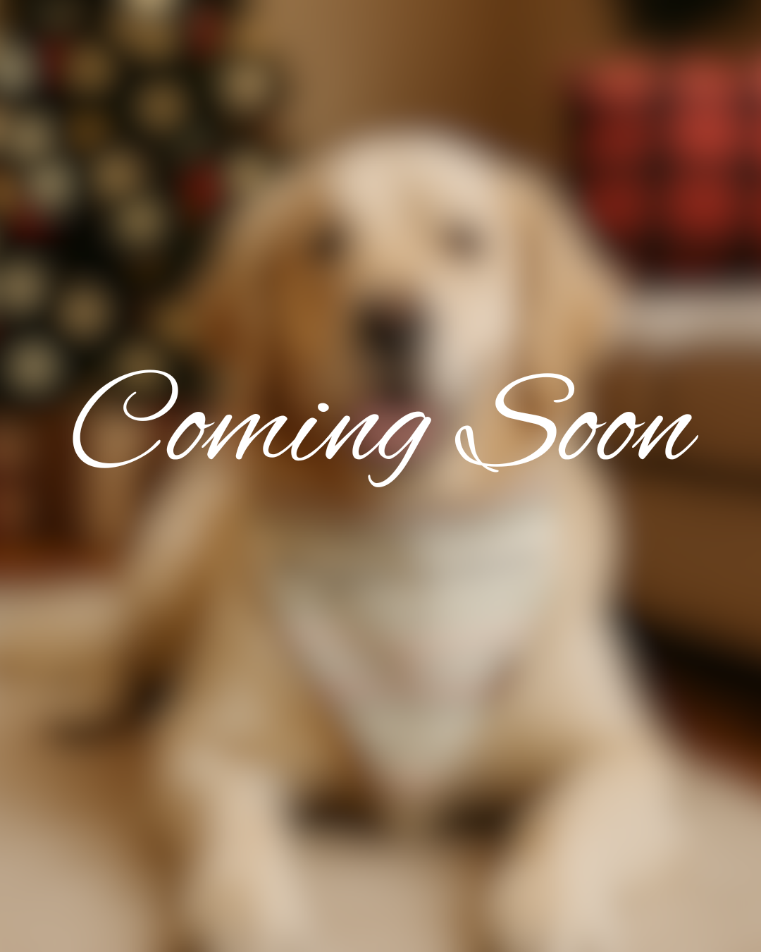 Coming Soon – Christmas Drop