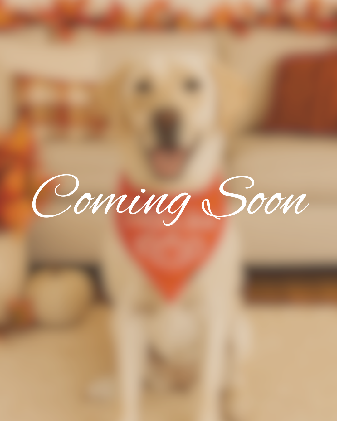 Coming Soon – Fall Drop